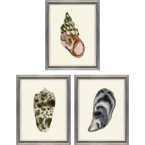Coastal Shell Studies II Framed Art Set