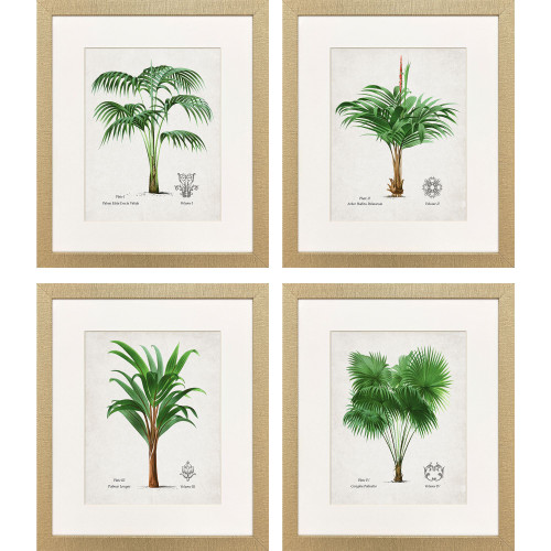Antique Palm Framed Studies - Set of Four