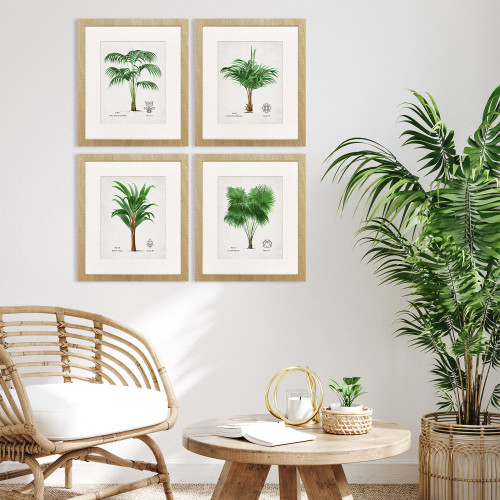 Antique Palm Framed Studies - Set of Four room idea