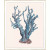 Indigo Reef Blue Coral Framed Prints - Set of 4.4