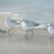 Tranquil Snowy Plovers on the Sand Framed Art  close up