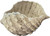 Large Natural Shell Shaped Bowl 