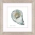 Atlantic and Pacific Oyster Shell Framed Art Prints - Atlantic oyster