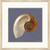 Ocean Nautilus Shell Treasure Framed Giclee Art