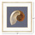 Ocean Nautilus Shell Treasure Framed Giclee Art measurements