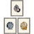 Coastal Shell Studies I Framed Art Set