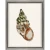 Coastal Shell Studies II Framed Art Set spiral shell
