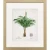 Antique Palm Framed Studies - Set of Four.2