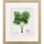 Antique Palm Framed Studies - Set of Four.4