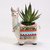 Llama Container/4| ceramicarts.com