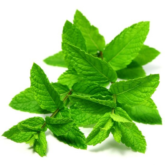Menthol E Liquid 10ml By Oh My God (OMG)
