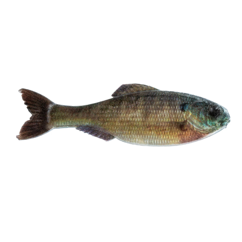 CLEARANCE - 6th Sense Panorama Swimbaits 2.8" (8 Pk)