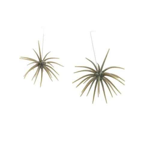 Big Bag Outdoors Bud Ball 25mm