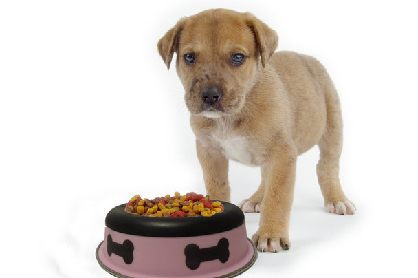 Slow Feeder Spill Proof Pet Bowl with Rubber Base and Bone Design, Pink and Black Slow Feeder Spill Proof Pet Bowl with Rubber Base and Bone Design, Pink and Black