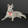 Custom Blinking Heart Dog Light and Keychain - BLANK - 12597-RD