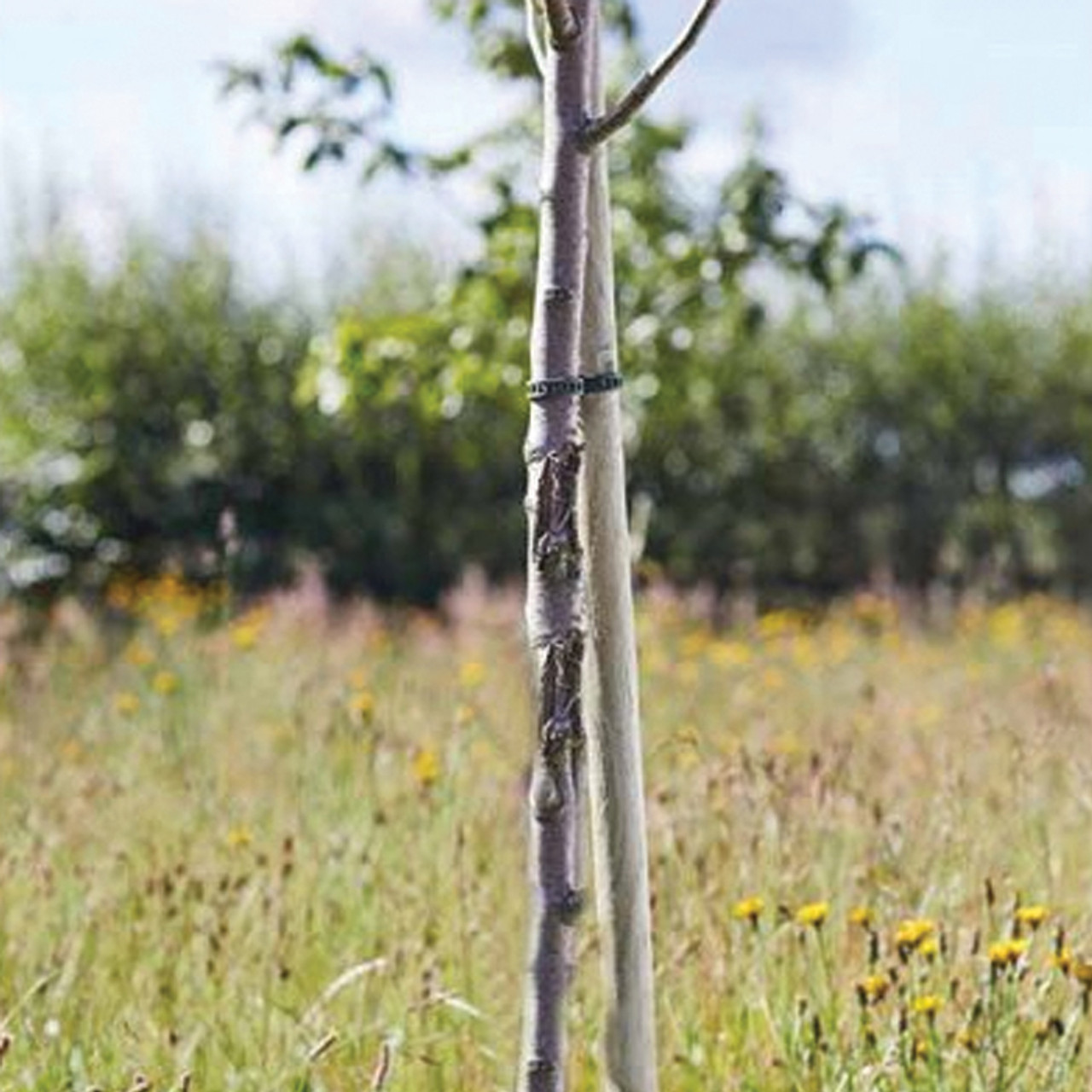 Tree Stakes - Softwood Round 240cm  (*in-store only)