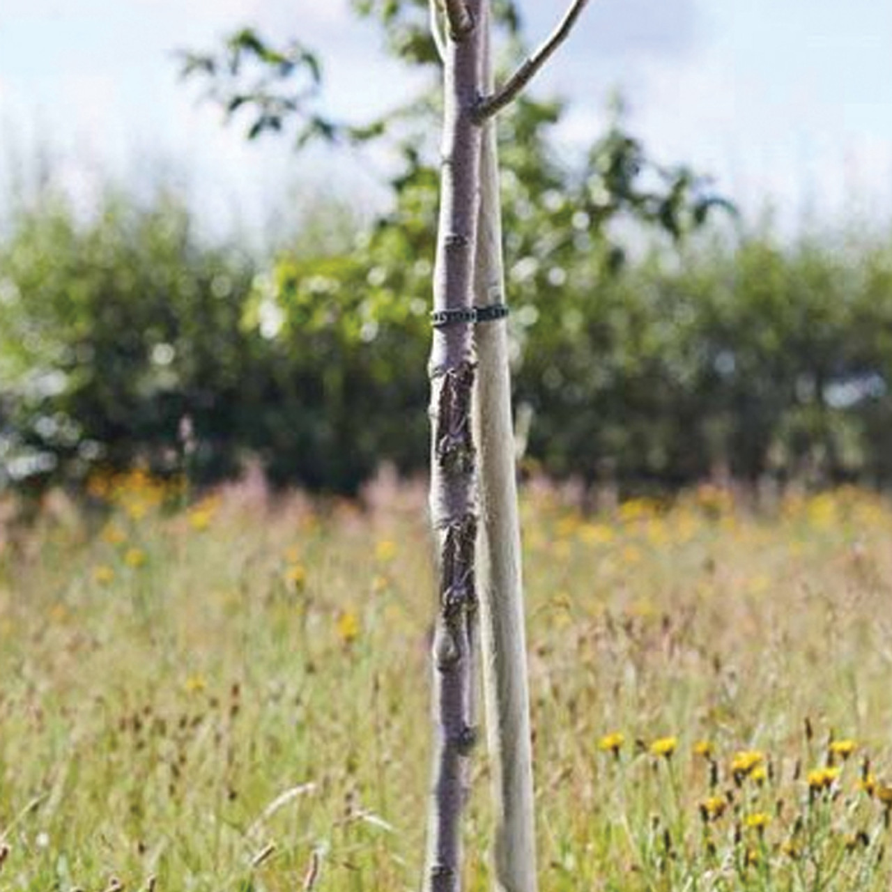 Tree Stakes - Softwood Round 150cm  (*in-store only)