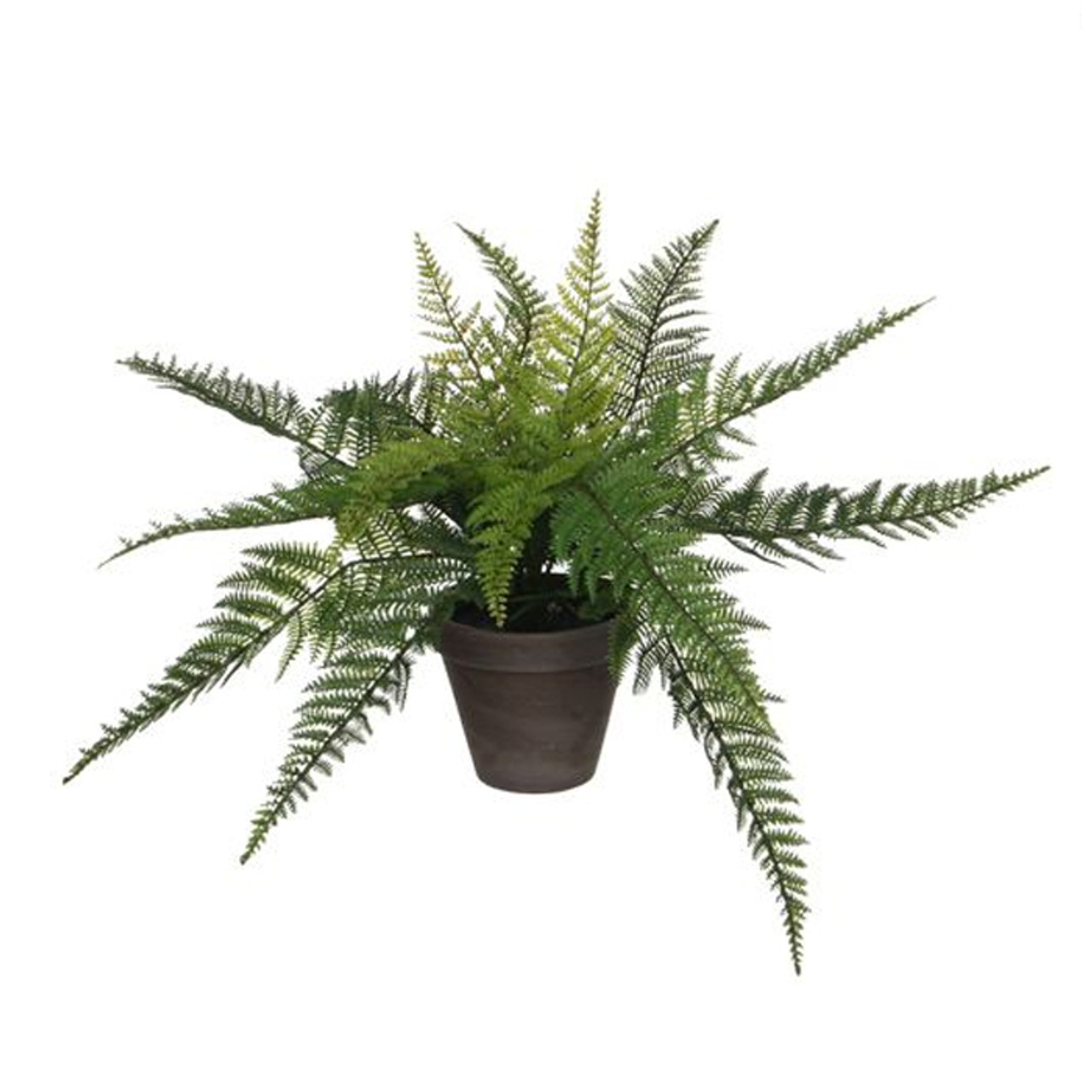 Fern Green in Pot Stan Grey 38cm