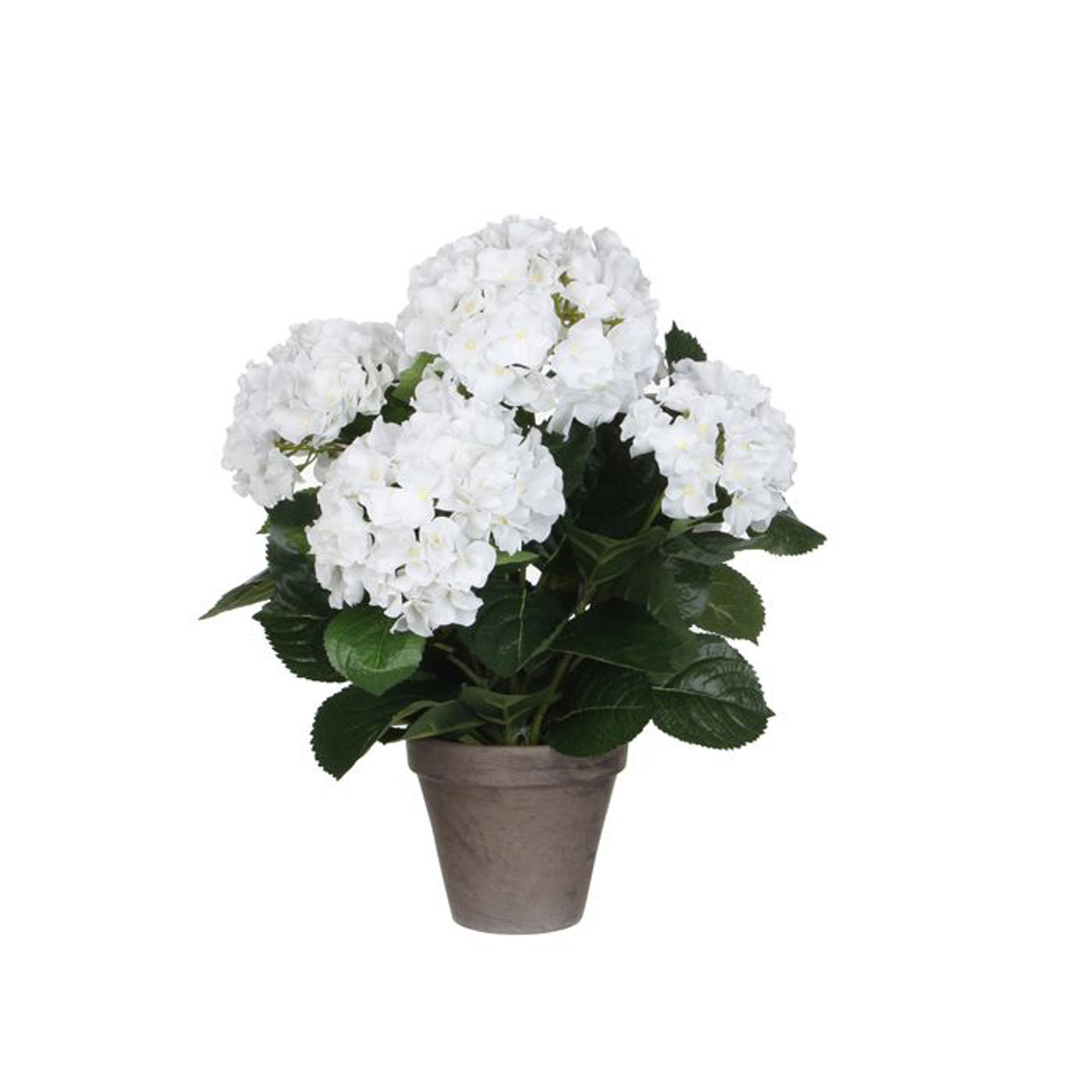 Hydrangea White in Pot Stan Grey