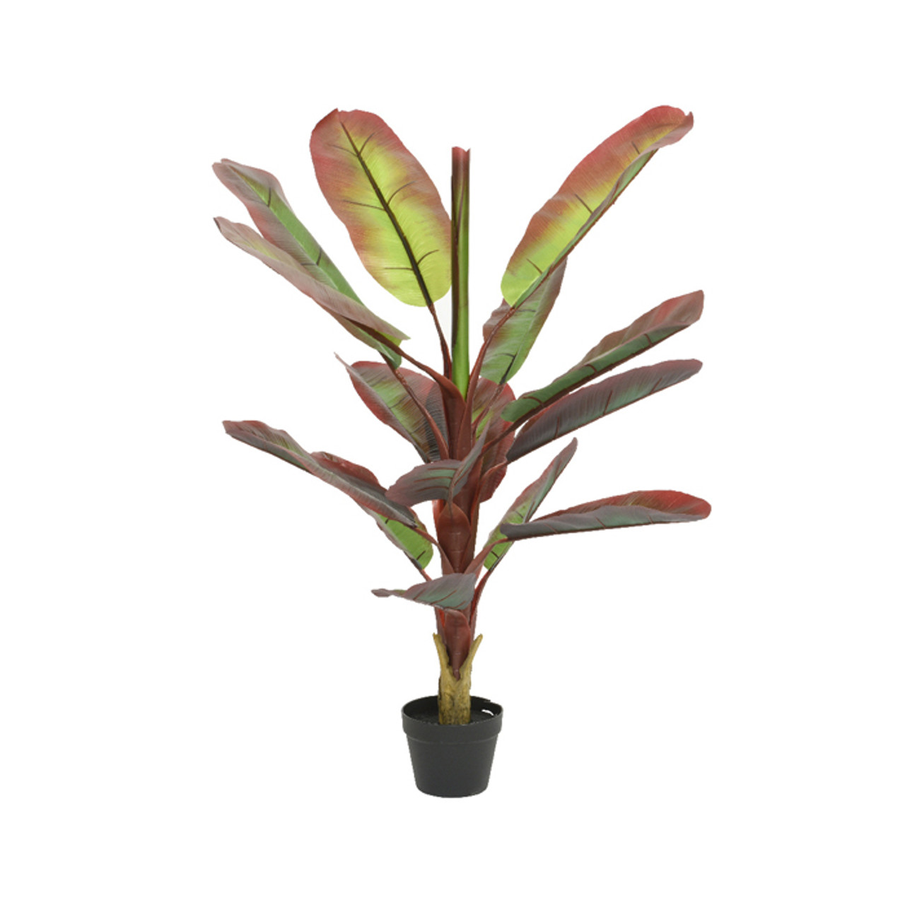 Banana Plant In Pot Red