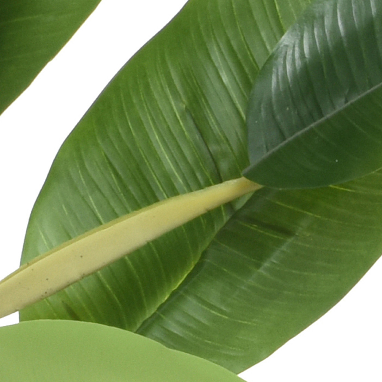 Banana Plant In Pot Green