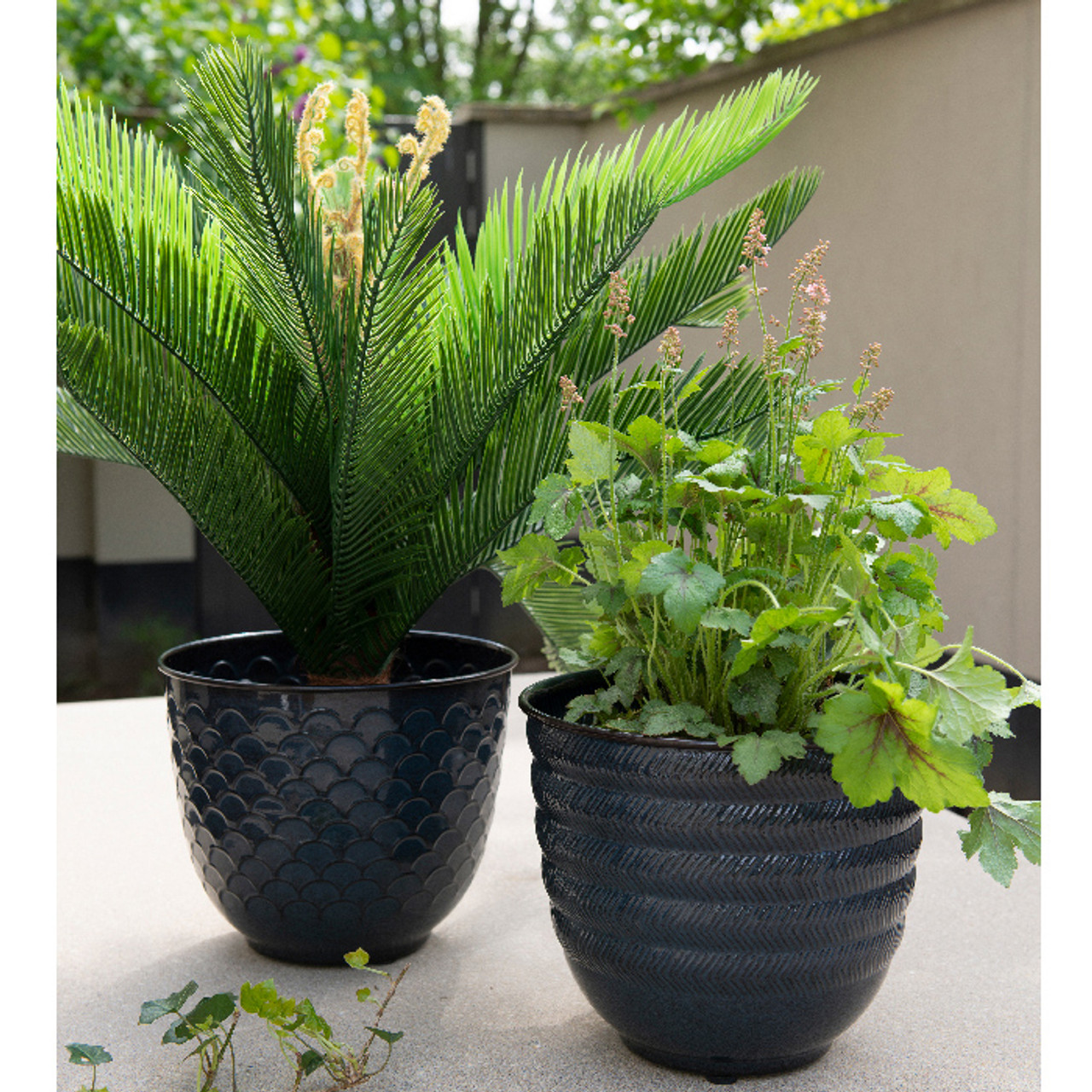 Cycas in Pot Plastic *in-store