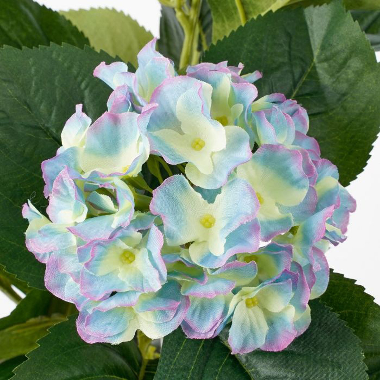 Hydrangea Purple In Pot