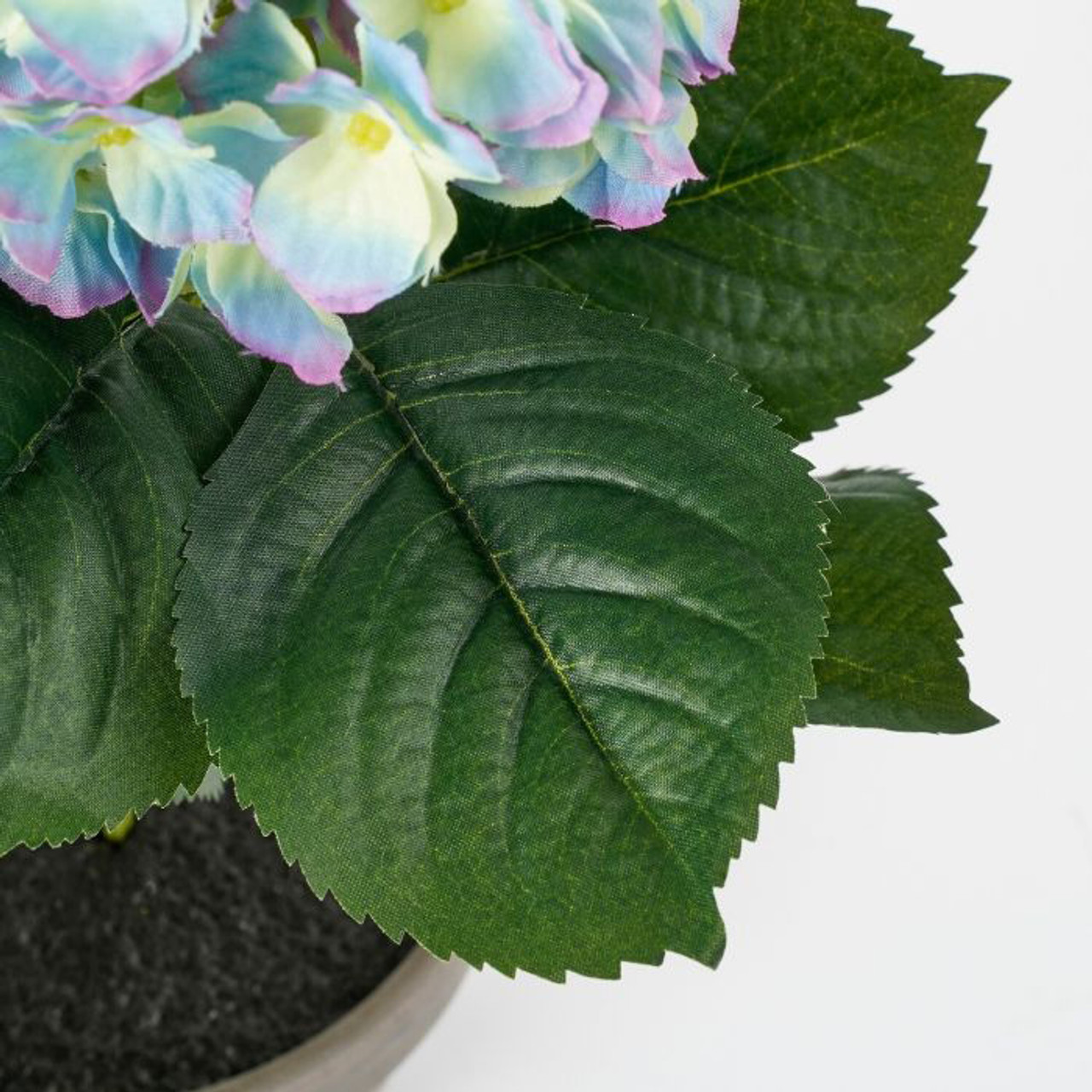 Hydrangea Purple In Pot