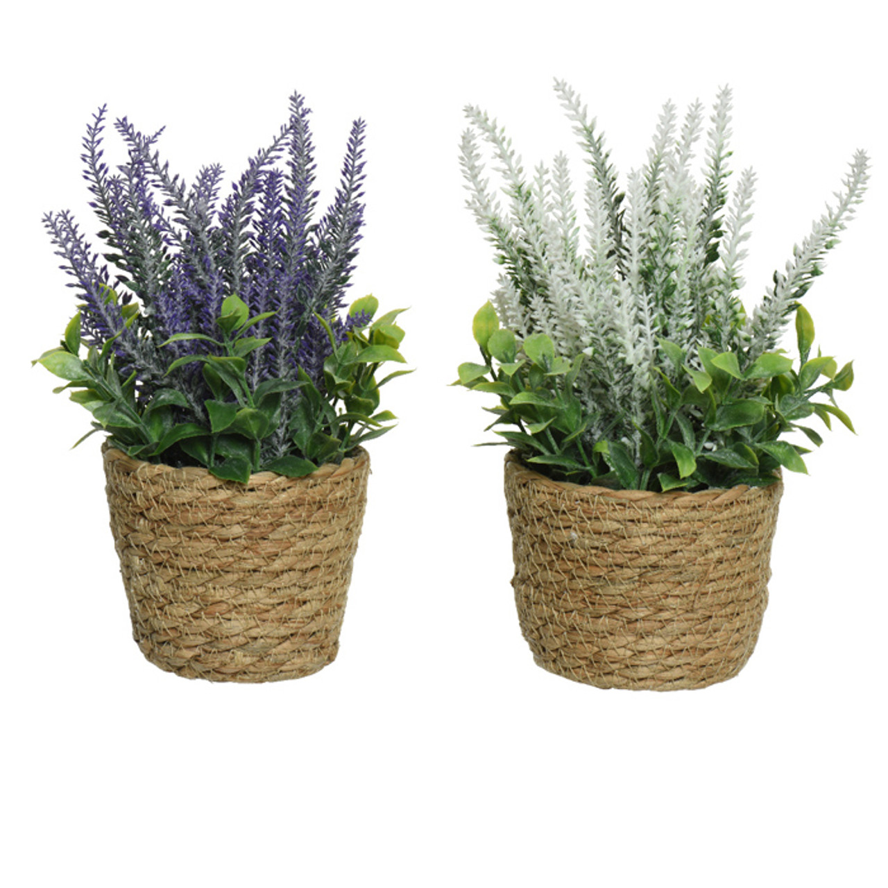 Lavender in Pot Plastic *in-store