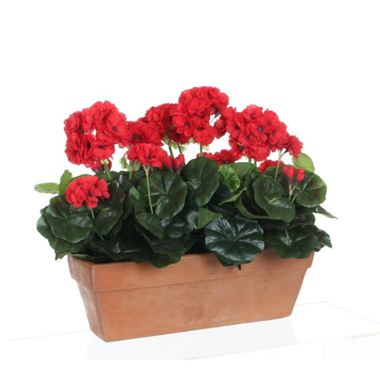 Geranium Red in Balcony Tray