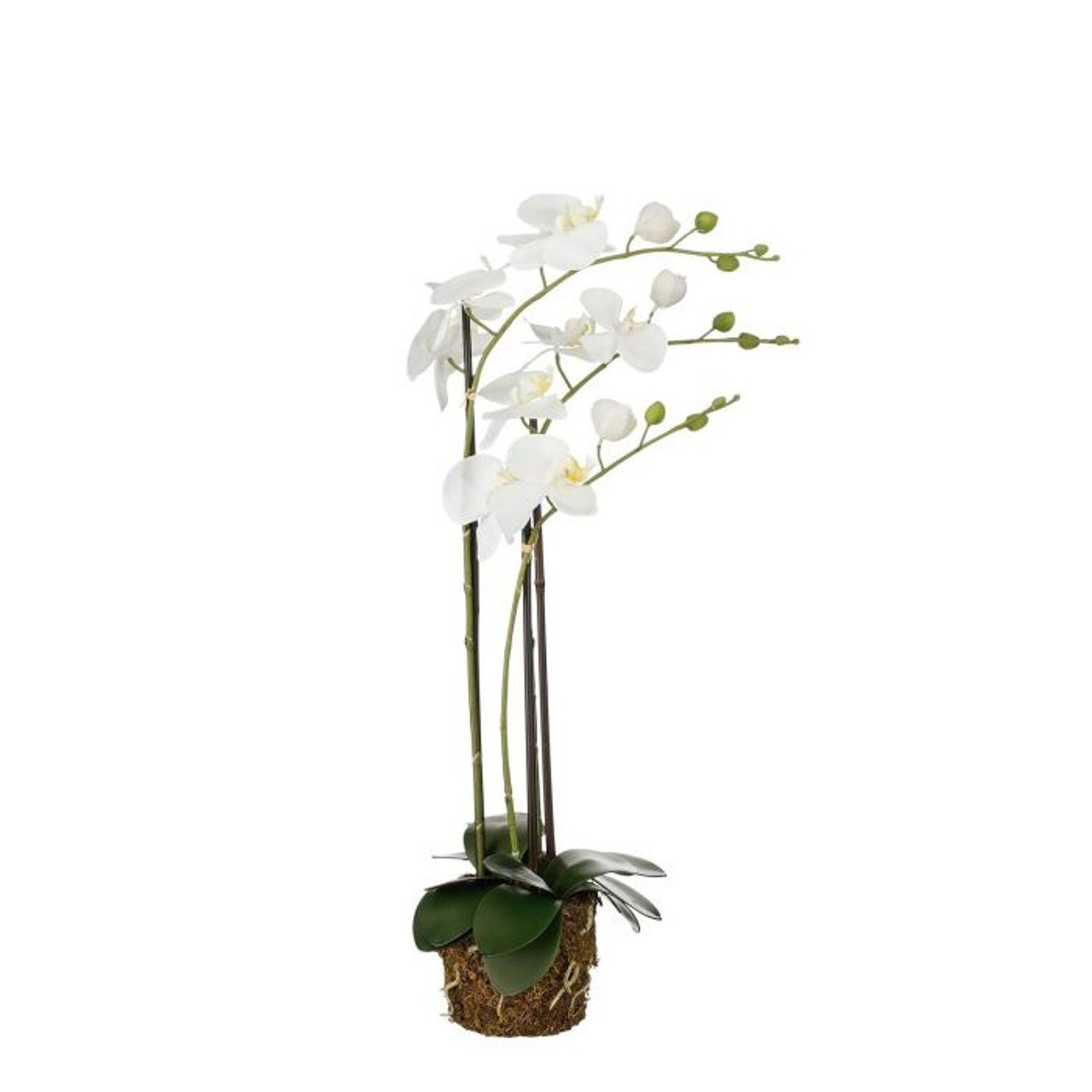 Phalaenopsis with Lump White
