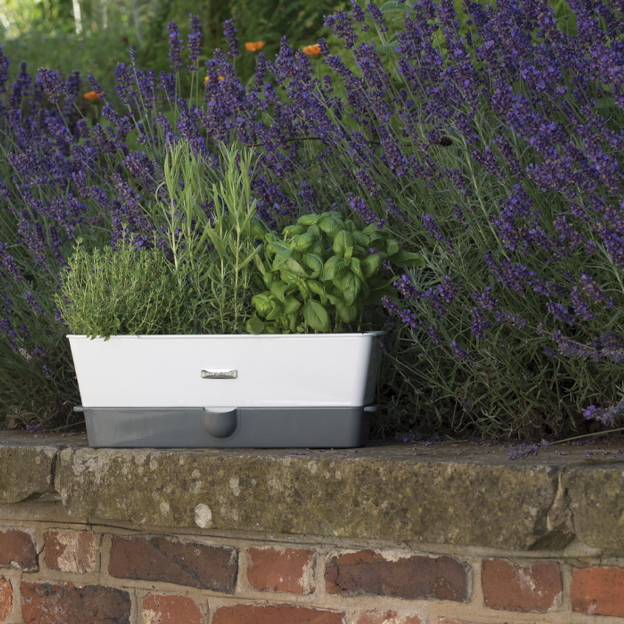 Self-Watering Triple Potted Herb Keeper