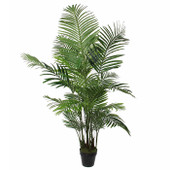 Areca Palm in Pot Green h160cm