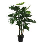 Philodendron in Plastic Pot Green 100cm