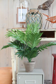 Areca Palm Green in Pot Stan Grey 45cm