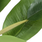 Banana Plant In Pot Green