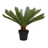 Cycas in Pot Plastic *in-store