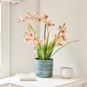 Cymbidium x3 In Pot 66cm