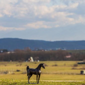 Arabian Horse 30x9x33cm*in-store