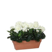 Geranium White in Balcony Tray 40cm