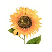 Sunflower 72cm