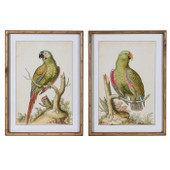 Set of 2 Parrot Pictures