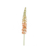 Eremurus Spray Peach 105cm