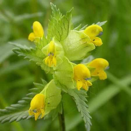 Gardening - New in stock! Yellow Rattle Seeds