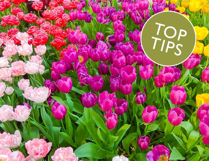 Inspiration For Your Garden Inspiration For Your Garden