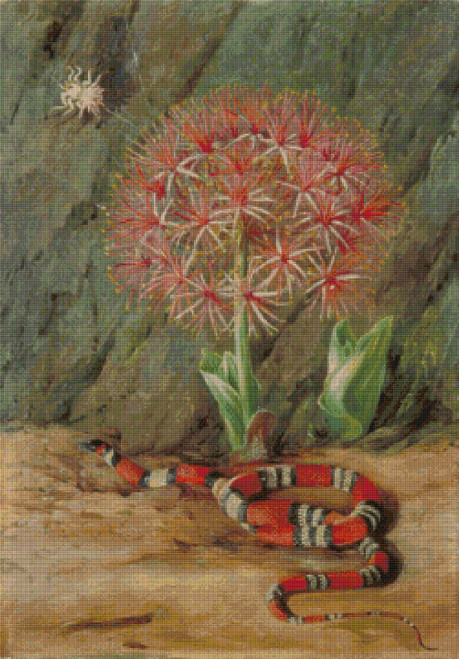 Flor Imperiale, Coral Snake and Spider, Brazil Cross Stitch Pattern – Marianne North Flor Imperiale, Coral Snake and Spider, Brazil Cross Stitch Pattern – Marianne North