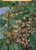 A Darjeeling Oak Festooned with a Climber Cross Stitch Pattern – Marianne North