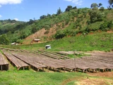 Our Ethiopia Yirgacheffe coffee is an exceptional choice for anyone searching for medium roast Ethiopian coffee beans with peach, jasmine, and cocoa notes.