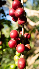 Organic coffee grown at high altitudes in Ethiopia’s Guji region delivers bold flavors and sustainable quality. Organic coffee grown at high altitudes in Ethiopia’s Guji region delivers bold flavors and sustainable quality.