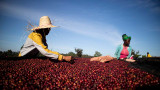 Sourced from smallholder farmers, our single origin coffee offers unparalleled traceability and flavor. Sourced from smallholder farmers, our single origin coffee offers unparalleled traceability and flavor.